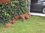 Welsumer haantjes, Dieren en Toebehoren, Pluimvee