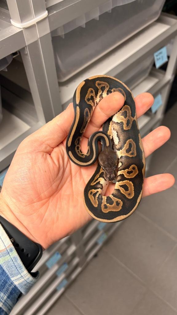 0.1 Leopard Cinnamon Orange Dream 100% Het Hypo ball python