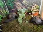 Bombina orientalis Chinese vuurbuikpad, Amfibie, 0 tot 2 jaar