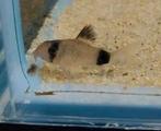 Hoplisoma Panda (Corydoras), Dieren en Toebehoren, Vissen | Aquariumvissen, Vis