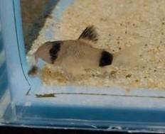 Hoplisoma Panda (Corydoras), Dieren en Toebehoren, Vissen | Aquariumvissen, Vis