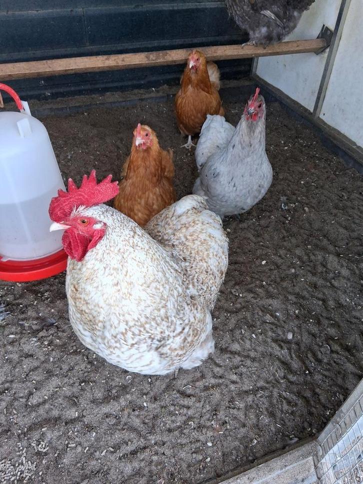Orpinton kriel kippen, Dieren en Toebehoren, Pluimvee, Kip, Meerdere dieren