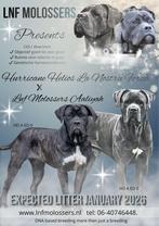 Cane Corso outcross, Parvo, Overige rassen, 8 tot 15 weken, Meerdere