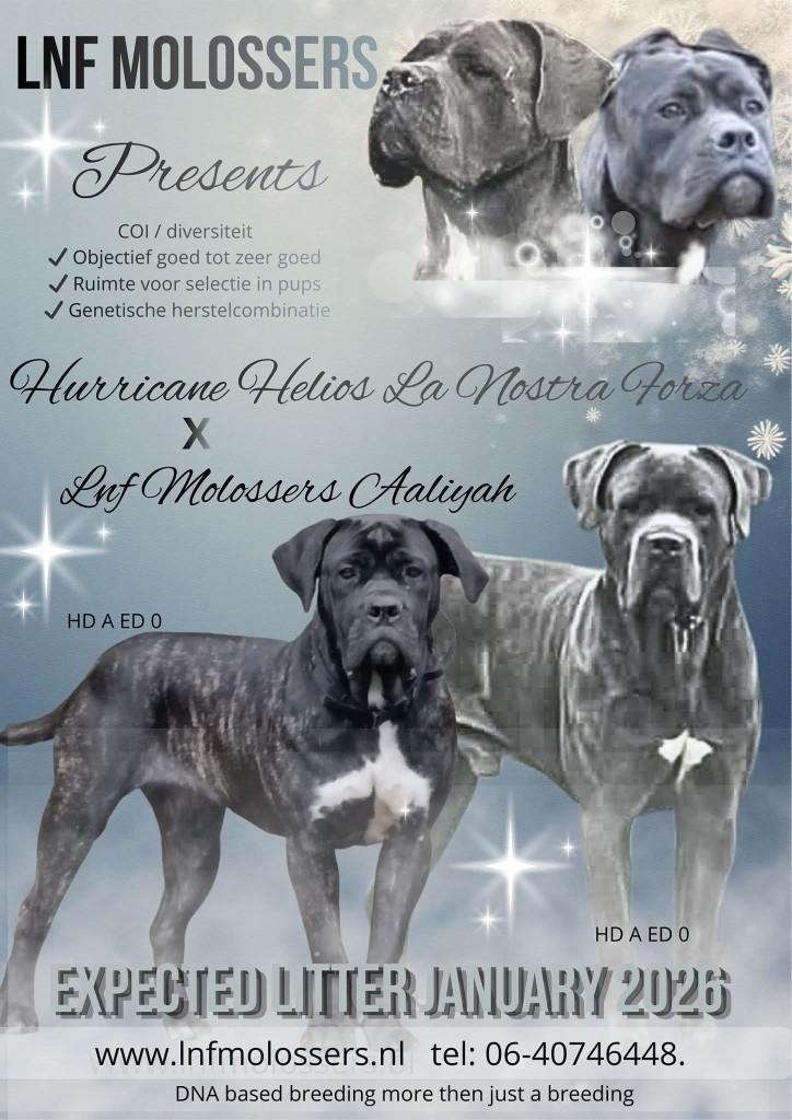 Cane Corso outcross, Dieren en Toebehoren, Honden | Bulldogs, Pinschers en Molossers, Meerdere dieren, Overige rassen, Fokker | Hobbymatig