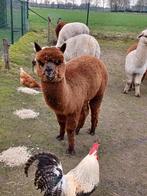 Alpaca hengst ruim 2 jaar, Dieren en Toebehoren, Schapen, Geiten en Varkens