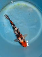 Hele mooie showa Sakai Fish Farm, Karper of Koi