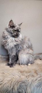 Mooie Maine Coon met stamboom 2.5 jaar herplaatser, Dieren en Toebehoren, Poes, Gechipt, 3 tot 5 jaar