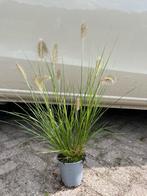 Pennisetum alp. Hameln - Siergras - Lampepoetsergras, Tuin en Terras, Planten | Tuinplanten, Ophalen, Zomer, Siergrassen, Volle zon