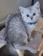 Lieve silver tabby kittens britse korthaar  mogen verhuizen, Dieren en Toebehoren, Katten en Kittens | Raskatten | Korthaar, Meerdere dieren
