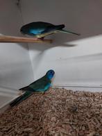 Splendid, Dieren en Toebehoren, Vogels | Parkieten en Papegaaien, Meerdere dieren