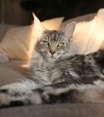 Prachtige Maine Coon poes (1+jaar) herplaatser, Dieren en Toebehoren, Katten en Kittens | Raskatten | Langhaar, Poes, Gechipt