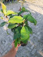 Fluweelhortensia Hydrangea aspera, Vaste plant, Halfschaduw, Zomer, Ophalen