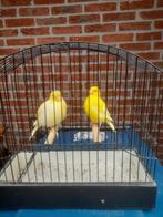 te koop hele mooie TT kwaliteit Fife Fancy`s, Dieren en Toebehoren, Meerdere dieren, Postuurkanarie