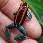 Phyllobates vittatus, prachtige knalrode dieren blauwe poten, Amfibie, 0 tot 2 jaar