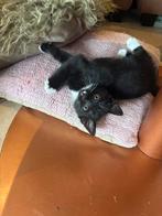 4 sociaale kittens (nog 1 beschrikbaar), Meerdere dieren, Kortharig, 0 tot 2 jaar