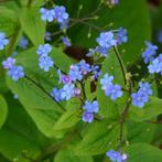 Brunnera met vergeet-mij-nietjes achtige bloeiwijze, Ophalen, Bodembedekkers, Vaste plant, Halfschaduw