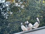 Irans duiven, Dieren en Toebehoren, Meerdere dieren