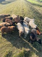 2 Quessant lammeren, Dieren en Toebehoren, Schapen, Geiten en Varkens, Meerdere dieren, Schaap