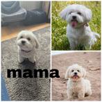 Malthezer pups, Dieren en Toebehoren, Honden | Chihuahua's en Gezelschapshonden, Maltezer, Rabiës (hondsdolheid), 8 tot 15 weken