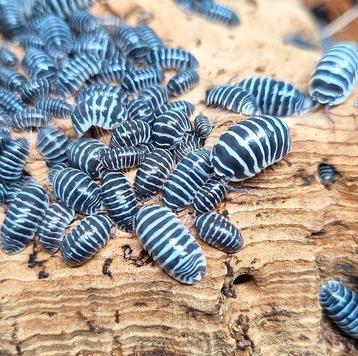 Armadillidium maculatum 'Zebra' (isopods/pissebedden) beschikbaar voor biedingen