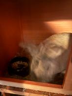 Gratis konijn, Dieren en Toebehoren, Mannelijk