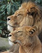 2 kaartjes Onbeperkt toegang tot en met 12 september 2025, Tickets en Kaartjes, Recreatie | Dierentuinen, Drie personen of meer