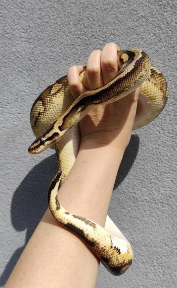 1.0 pastel pied Python regius  beschikbaar voor biedingen