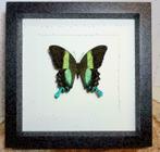Papilio blumei vlinder in lijst, taxidermie