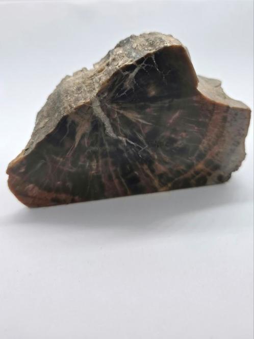Versteend Hout - Uniek Fossiel, Verzamelen, Mineralen en Fossielen, Fossiel, Ophalen of Verzenden
