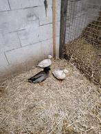 Trio eenden, Dieren en Toebehoren, Meerdere dieren, Eend