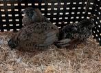 Chinese dwergkwartels 2 hennen 1 haan, Dieren en Toebehoren, Meerdere dieren
