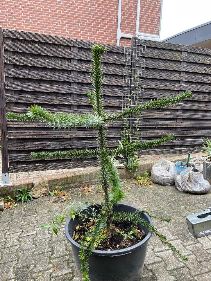 Mooie Slangenden, Araucaria araucana ook Apeboom ca 1,75m nu, Tuin en Terras, Planten | Bomen, Overige soorten, 100 tot 250 cm
