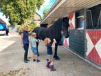 Bijrijder gezocht, Assendelft, Dieren en Toebehoren, Paarden en Pony's | Overige Paardenspullen, Ophalen, Nieuw, Dressuur