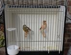kanarie, Dieren en Toebehoren, Vogels | Kanaries, Meerdere dieren