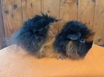 Leuke Alpaca en Peruuf cavia's, Dieren en Toebehoren, Knaagdieren, Cavia, Augustus, Mannelijk, Tam