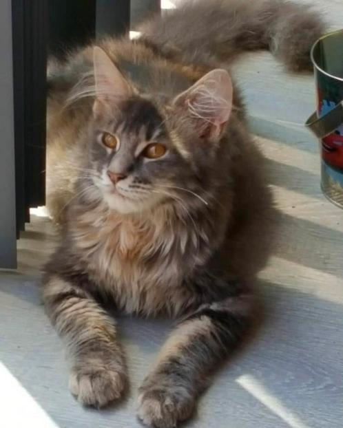 Maine Coon poes 7 jaar. Ook MC kittens van andere moeders!, Dieren en Toebehoren, Katten en Kittens | Overige Katten, Meerdere dieren