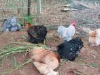 Mooie cochin kriel hennen glad en nog 1 krulveer hanen, Dieren en Toebehoren, Pluimvee, Meerdere dieren, Kip