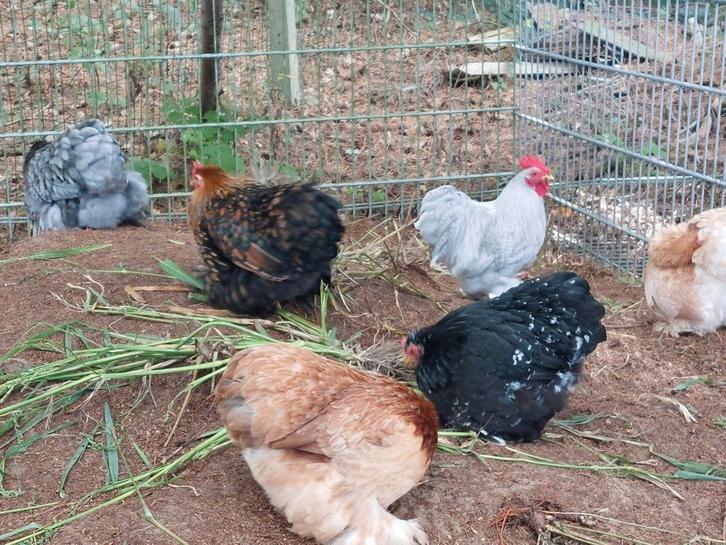 Mooie cochin kriel hennen glad en nog 1 krulveer hanen, Dieren en Toebehoren, Pluimvee, Kip, Meerdere dieren