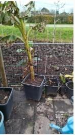 bananen boom, Overige soorten, Lente, 100 tot 250 cm, Ophalen