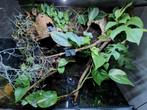 Terrarium / paludarium/ vivarium, Dieren en Toebehoren, Reptielen en Amfibieën | Toebehoren, Ophalen of Verzenden, Zo goed als nieuw