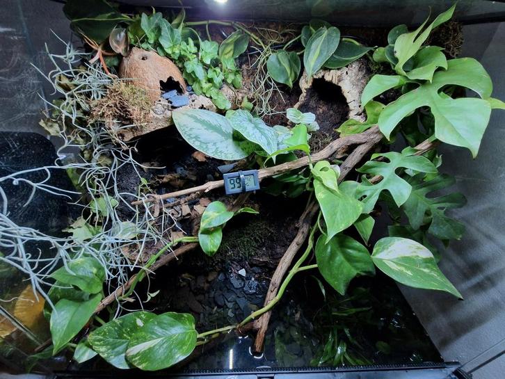 Terrarium / paludarium/ vivarium, Dieren en Toebehoren, Reptielen en Amfibieën | Toebehoren, Zo goed als nieuw, Ophalen of Verzenden