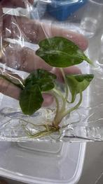 Alocasia Venom tissue culture weefselkweek tc, Overige soorten, In pot, Minder dan 100 cm, Bloeiende kamerplant