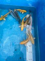 Koikarpers ongeveer 15 cm, Dieren en Toebehoren, Vissen | Vijvervissen, Karper of Koi