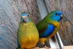 Turquasine parkieten 3 mannen en 1 pop., Dieren en Toebehoren, Meerdere dieren, Parkiet