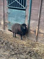 Mooie ouessant ooien, Dieren en Toebehoren, Vrouwelijk, Schaap