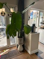 Super mooie strelitzia, Huis en Inrichting, Ophalen