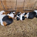 Jonge cavia's, Dieren en Toebehoren, Knaagdieren, Cavia, Juni, Meerdere dieren, Tam