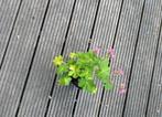 Geraniums, Ophalen, Zomer, Overige soorten, Volle zon