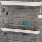 Barmsijsjes, Ophalen of Verzenden, Nieuw, Vogelkooi