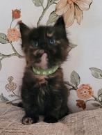 Kittens Maine Coon, Dieren en Toebehoren, Meerdere dieren